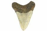 Fossil Megalodon Tooth - North Carolina #183324-2